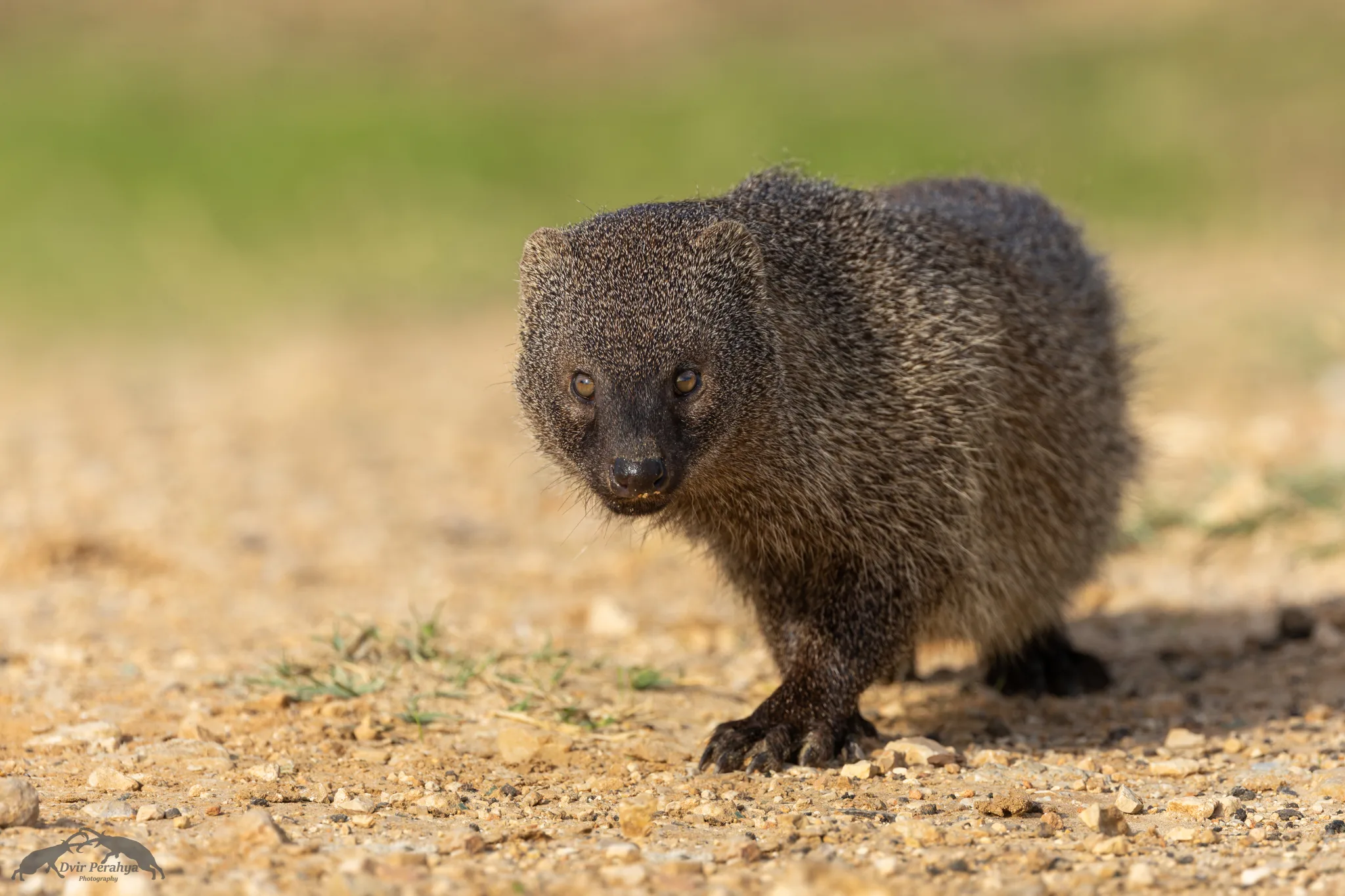 Wildlife image